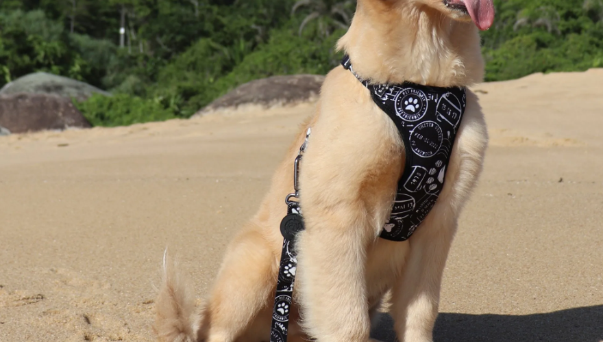 Coleiras para Pets: Tipos, Funcionalidades e Como Usá-las Corretamente