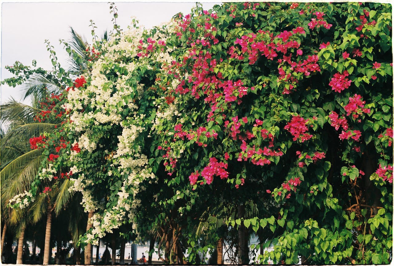 Você Vai Querer Plantar Essas Belezas Assim Que Ver o Efeito no Jardim