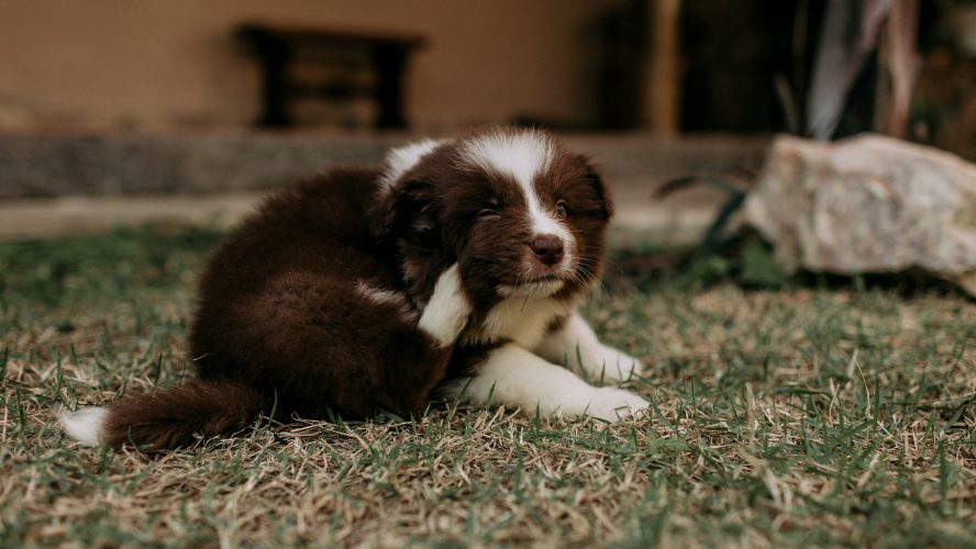 O que fazer quando o cachorro está coçando muito?