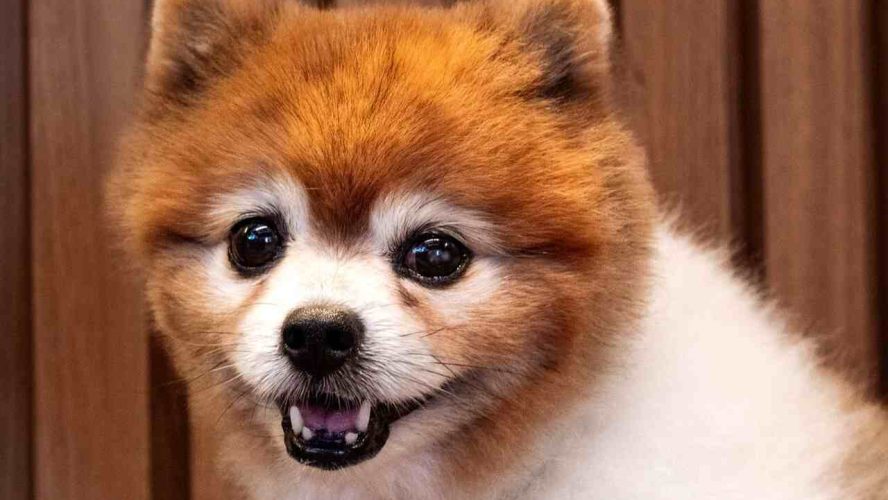 Vale a Pena Contratar Assistência Médica para Animais de Estimação?