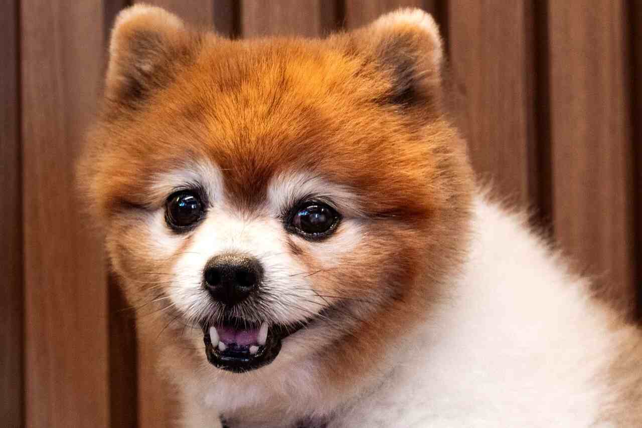 Vale a Pena Contratar Assistência Médica para Animais de Estimação?